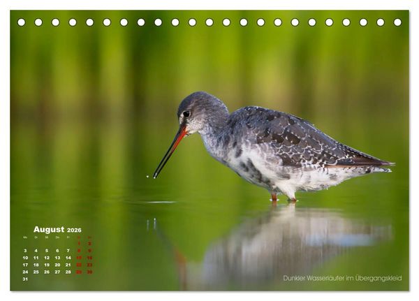 Produktbild: Wattv&ouml;gel an der Friesischen IJsselmeerk&uuml;ste (Tischkalender 2026 DIN A5 quer), CALVENDO Monatskalender