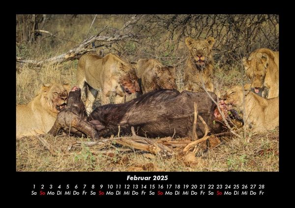 Produktbild: Tiere in der Wildnis 2025 Fotokalender DIN A3