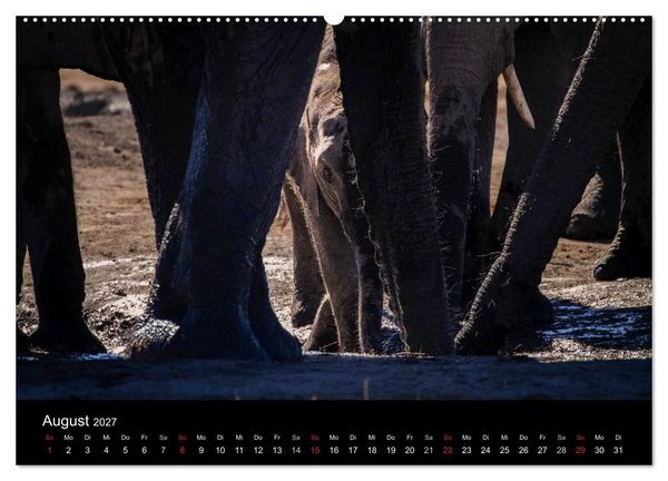 Produktbild: Elefanten - Die sanften Riesen Afrikas (Wandkalender 2027 DIN A2 quer), CALVENDO Monatskalender