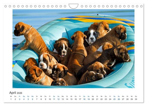 Produktbild: Deutscher Boxer - Boxer im Wasser 2026 (Wandkalender 2026 DIN A4 quer), CALVENDO Monatskalender