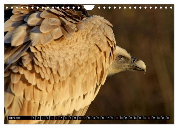 Produktbild: Adler und Greife - K&ouml;nige des Himmels (Wandkalender 2026 DIN A4 quer), CALVENDO Monatskalender
