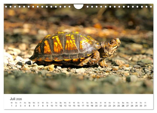 Produktbild: Reptilien - Tierische Farbenpracht (Wandkalender 2026 DIN A4 quer), CALVENDO Monatskalender