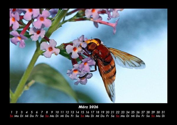 Produktbild: Bien 2026 Fotokalender DIN A3