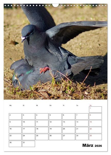 Produktbild: Tauben Terminplaner (Wandkalender 2026 DIN A3 hoch), CALVENDO Monatskalender