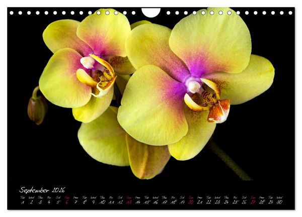 Produktbild: Orchids (Wall Calendar 2026 DIN A4 landscape), CALVENDO 12 Month Wall Calendar