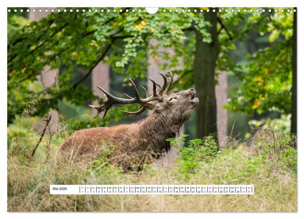 Produktbild: Faszination Hirschbrunft (Wandkalender 2026 DIN A3 quer), CALVENDO Monatskalender