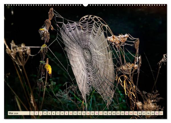 Produktbild: Spinnennetze - Wunder der Natur (Wandkalender 2026 DIN A2 quer), CALVENDO Monatskalender
