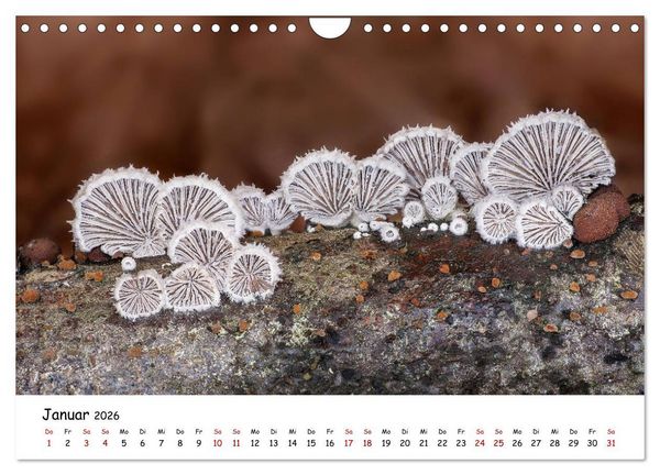 Produktbild: Pilzgalerie - Die bunte Welt der Baumpilze (Wandkalender 2026 DIN A4 quer), CALVENDO Monatskalender