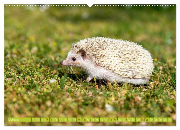 Produktbild: Atelerix - Afrikanische Wei&szlig;bauchigel (hochwertiger Premium Wandkalender 2026 DIN A2 quer), Kunstdruck in Hochglanz