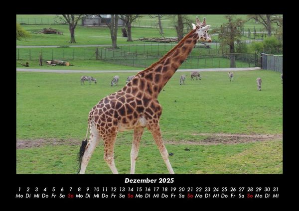 Produktbild: Giraffen 2025 Fotokalender DIN A3