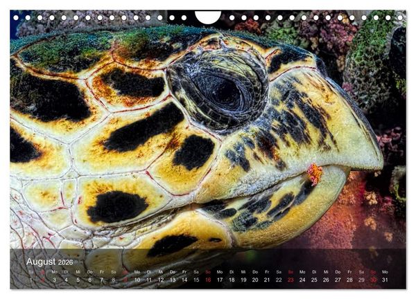 Produktbild: Schildkr&ouml;ten des Ozeans (Wandkalender 2026 DIN A4 quer), CALVENDO Monatskalender