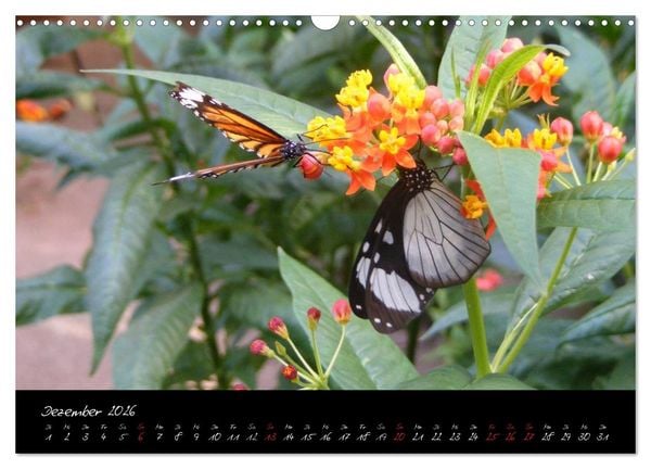Produktbild: Schmetterlinge (Wandkalender 2026 DIN A3 quer), CALVENDO Monatskalender