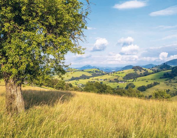 Produktbild: Wandern im Mostviertel: Vom Donaustrand zum &Ouml;tscherland