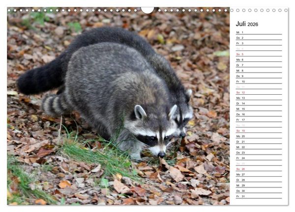 Produktbild: Der kleine R&auml;uber mit Maske - Waschb&auml;ren (Wandkalender 2026 DIN A3 quer), CALVENDO Monatskalender