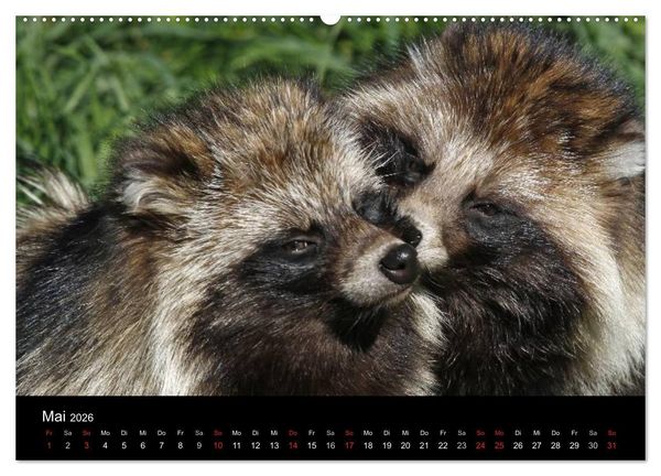 Produktbild: Marderhunde (hochwertiger Premium Wandkalender 2026 DIN A2 quer), Kunstdruck in Hochglanz