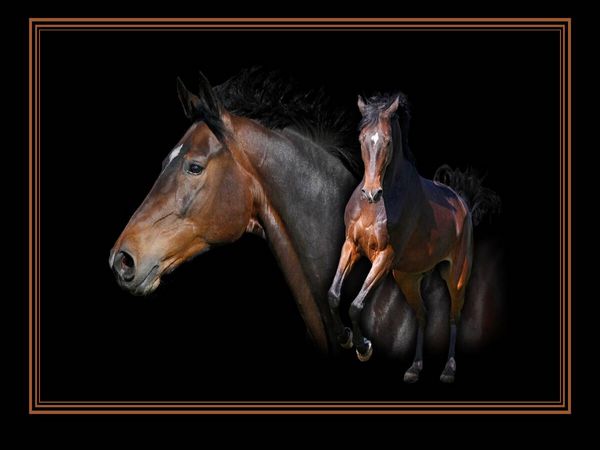 Produktbild: CALVENDO Puzzle Ein Motiv aus dem Kalender Traumpferde-ART-Collection | 1000 Teile Lege-Gr&ouml;&szlig;e 64x48cm Foto-Puzzle f&uuml;r gl&uuml;ckliche Stunden