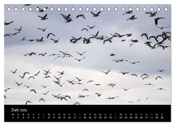 Produktbild: Schrei der Wildg&auml;nse (Tischkalender 2026 DIN A5 quer), CALVENDO Monatskalender