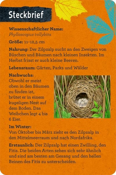 Produktbild: 50 V&ouml;gel bestimmen