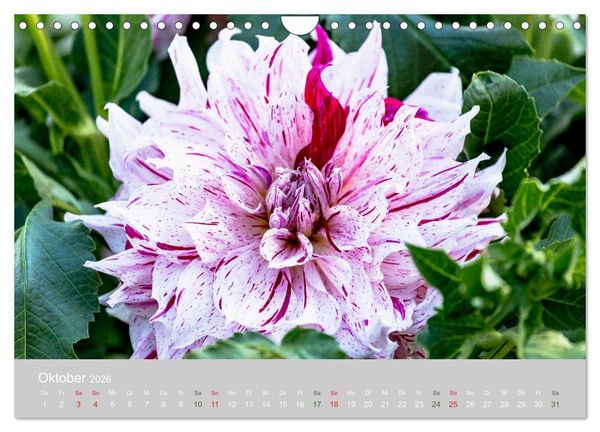 Produktbild: Dahlien - Prachtvolle Bl&uuml;ten des Sp&auml;tsommers (Wandkalender 2026 DIN A4 quer), CALVENDO Monatskalender
