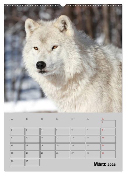 Produktbild: Wolf-Gesichter (Wandkalender 2026 DIN A2 hoch), CALVENDO Monatskalender