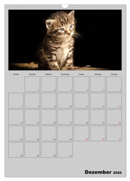 Produktbild: Mit Katzen durchs Jahr / Planer (Wandkalender 2026 DIN A3 hoch), CALVENDO Monatskalender
