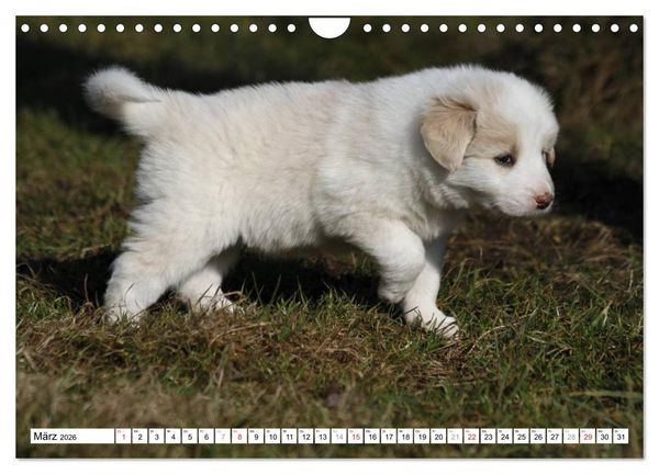 Produktbild: Border Collie Welpen (Wandkalender 2026 DIN A4 quer), CALVENDO Monatskalender