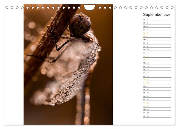 Produktbild: Kleine Wunder vor der Haust&uuml;r (Wandkalender 2026 DIN A4 quer), CALVENDO Monatskalender