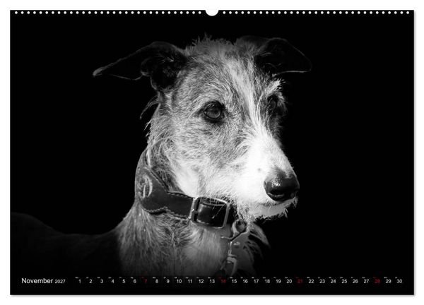 Produktbild: Galgo Espa&ntilde;ol - der spanische Windhund 2027 (Wandkalender 2027 DIN A2 quer), CALVENDO Monatskalender