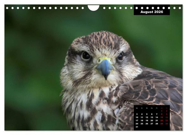 Produktbild: Greifv&ouml;gel - Herrscher der L&uuml;fte (Wandkalender 2026 DIN A4 quer), CALVENDO Monatskalender