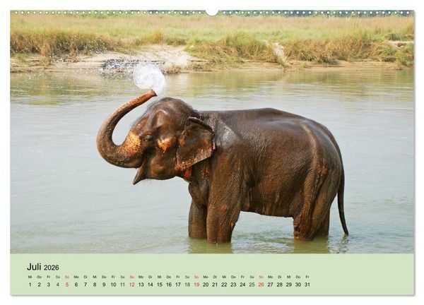 Produktbild: Elefanten. Badespa&szlig; am Strand (Wandkalender 2026 DIN A2 quer), CALVENDO Monatskalender