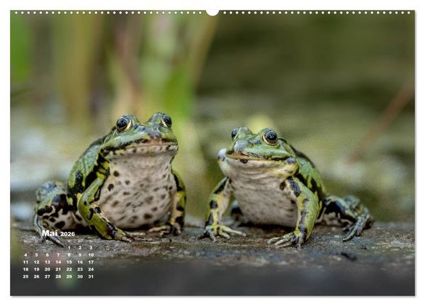 Produktbild: Gl&uuml;ckliche Fr&ouml;sche (Wandkalender 2026 DIN A2 quer), CALVENDO Monatskalender