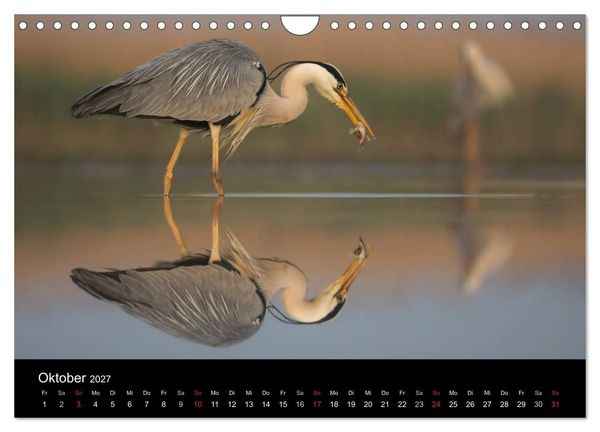 Produktbild: Reiher - Der Tanz auf dem Wasser (Wandkalender 2027 DIN A4 quer), CALVENDO Monatskalender