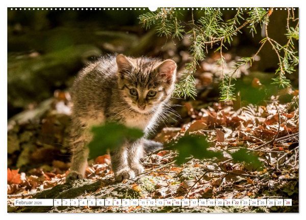 Produktbild: Wildkatzenbabys - wild und zuckers&uuml;&szlig;. (Wandkalender 2026 DIN A2 quer), CALVENDO Monatskalender