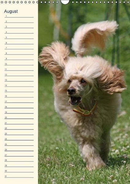 Produktbild: Pudel / Geburtstagskalender (Wandkalender immerw&auml;hrend DIN A3 hoch)