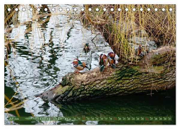 Produktbild: Tierisch gut: Wasserv&ouml;gel (Tischkalender 2026 DIN A5 quer), CALVENDO Monatskalender