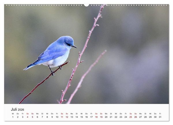 Produktbild: V&ouml;gel - Die K&ouml;nige der L&uuml;fte (Wandkalender 2026 DIN A2 quer), CALVENDO Monatskalender