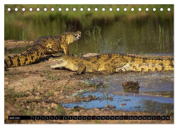 Produktbild: Afrikas wilde Tiere (Tischkalender 2026 DIN A5 quer), CALVENDO Monatskalender
