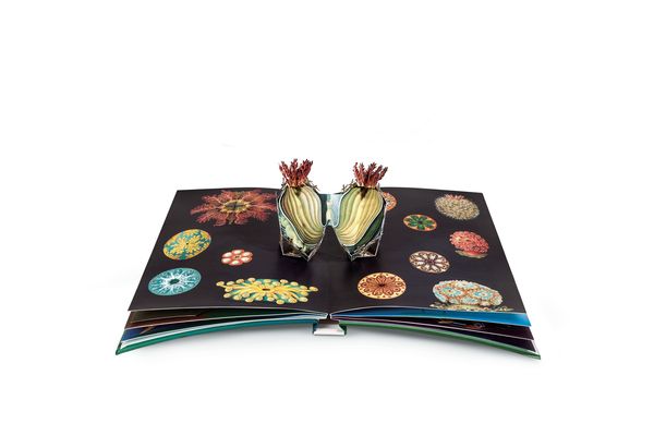 Wunderwesen aus der Tiefe. Ernst Haeckel