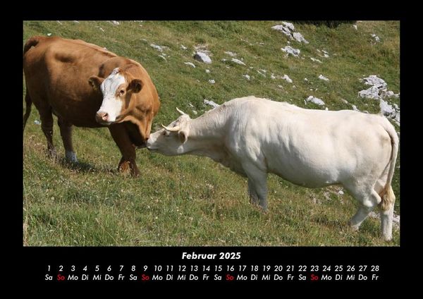 Produktbild: Kuhkalender 2025 Fotokalender DIN A3