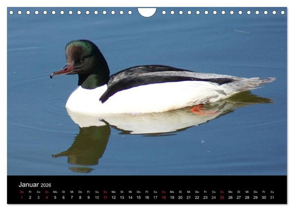 Produktbild: Das Leben der Enten (Wandkalender 2026 DIN A4 quer), CALVENDO Monatskalender