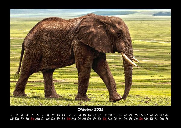 Produktbild: Elefanten - Die sanften Riesen Afrikas 2025 Fotokalender DIN A3