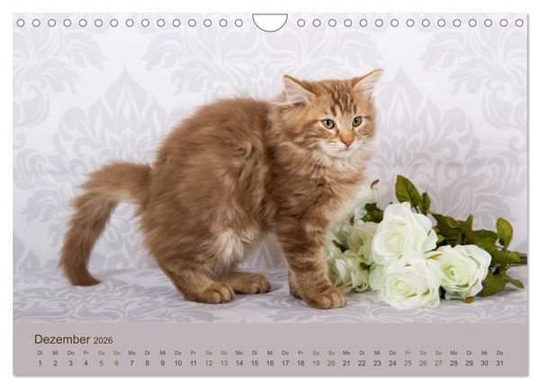 Produktbild: Flauschige Ragdoll Kitten (Wandkalender 2026 DIN A4 quer), CALVENDO Monatskalender