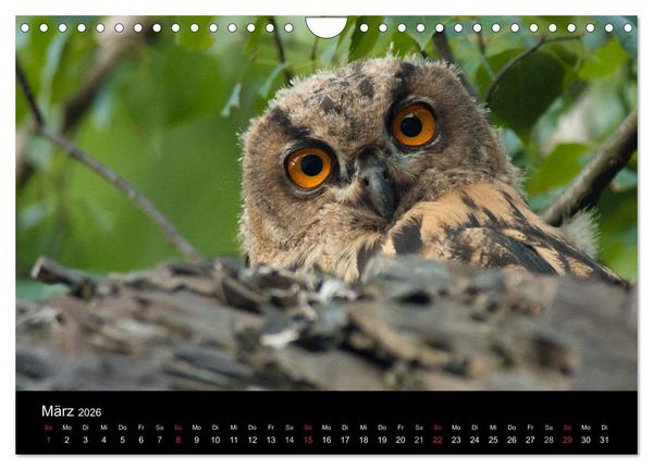 Produktbild: Uhu - K&ouml;nig der Nacht (Wandkalender 2026 DIN A4 quer), CALVENDO Monatskalender