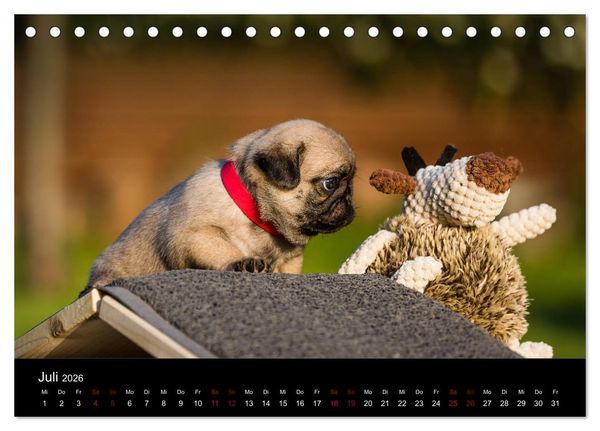 Produktbild: Mopswelpen (Tischkalender 2026 DIN A5 quer), CALVENDO Monatskalender