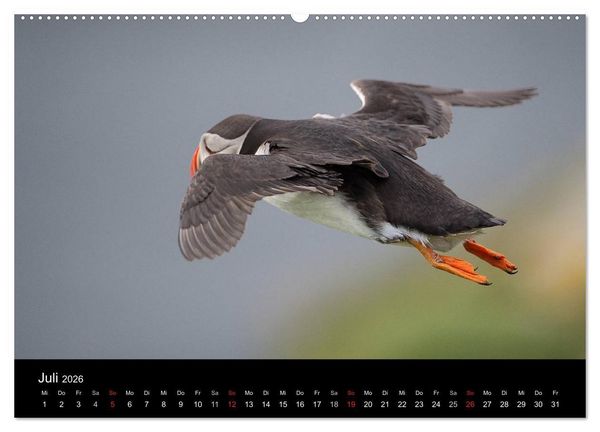 Produktbild: Papageientaucher 2026 (Wandkalender 2026 DIN A2 quer), CALVENDO Monatskalender