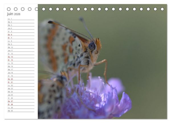 Produktbild: Dans le jardin des papillons (Calendrier de bureau 2026 DIN A5 vertical), CALVENDO calendrier mensuel