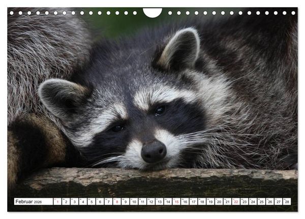 Produktbild: Heimische Tiere (Wandkalender 2026 DIN A4 quer), CALVENDO Monatskalender