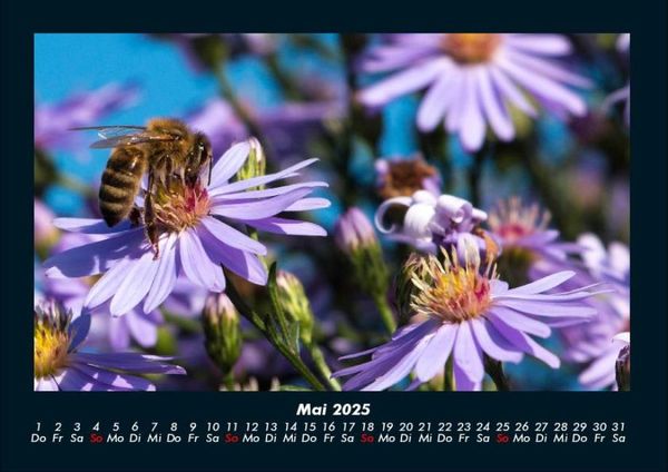 Produktbild: Bien 2025 Fotokalender DIN A4