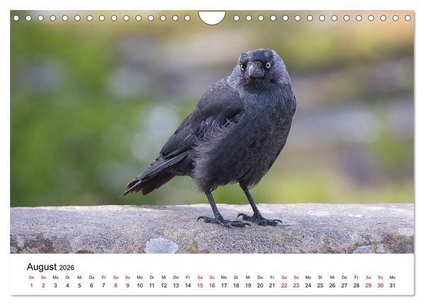Produktbild: Wales Land der Sehensw&uuml;rdigkeiten, Landschaften und Natur (Wandkalender 2026 DIN A4 quer), CALVENDO Monatskalender