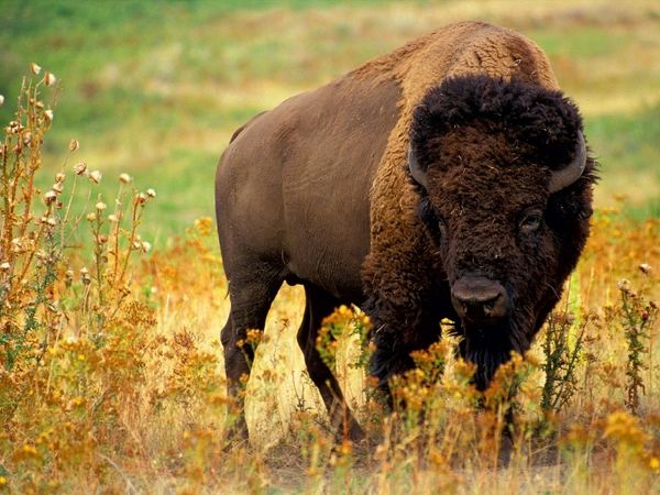 Produktbild: CALVENDO Puzzle Ein Motiv aus dem Kalender Wisent & Bison | 1000 Teile Lege-Gr&ouml;&szlig;e 64x48cm Foto-Puzzle f&uuml;r gl&uuml;ckliche Stunden